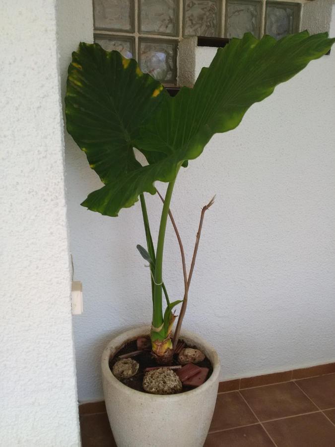 Sant Carlos de la Ràpita Villa Montsia מראה חיצוני תמונה