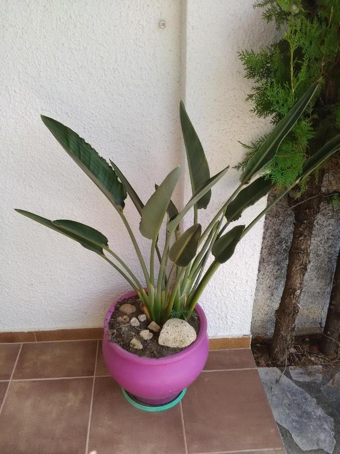 Sant Carlos de la Ràpita Villa Montsia מראה חיצוני תמונה